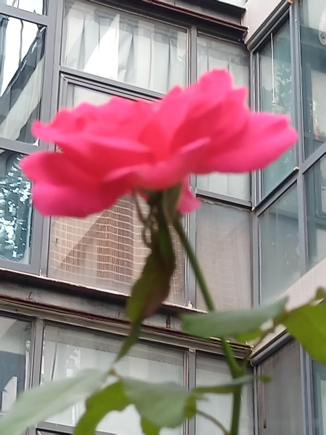 初秋，花儿重温着春天的故事…
