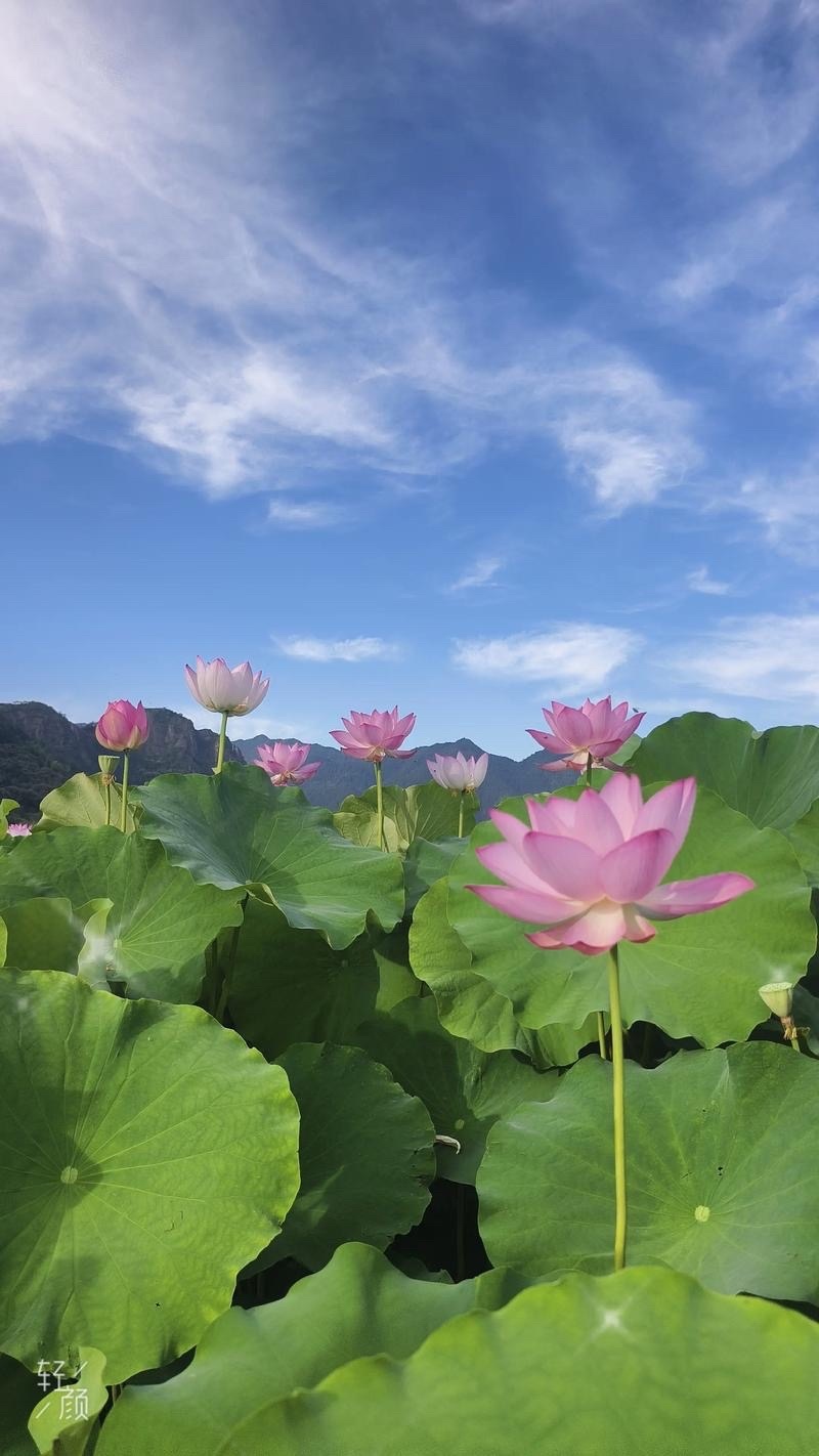 桃李诗社AI解释 一、词牌基础信息荷叶杯是唐代兴起的经典词牌，原为教坊曲名，调名