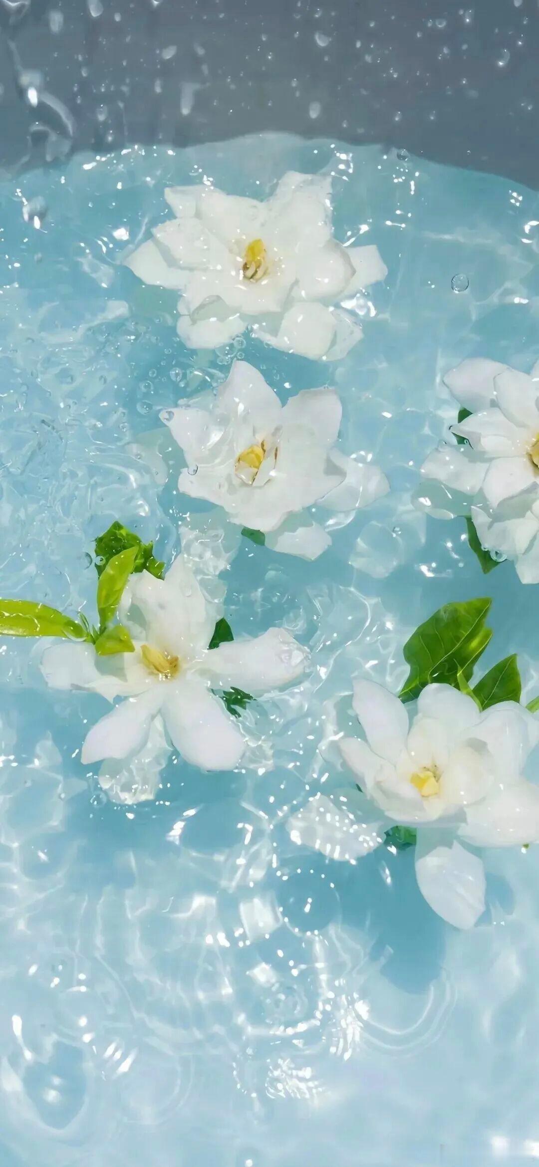 浅夏清风柔，一花一叶皆是人间温柔诗意～ 