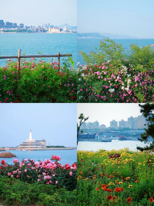 青岛｜开在海边的花💐📸