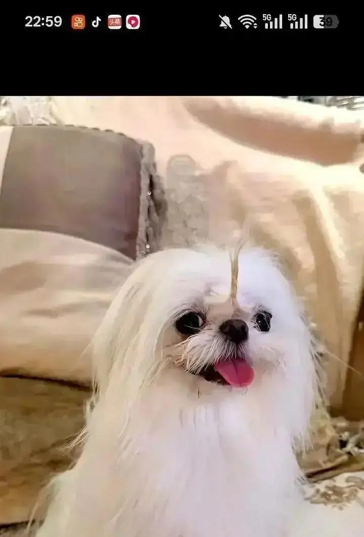 鹿晗关晓彤被曝已领证，热搜直接爆了。
俩人工作室前后脚把婚庆服务写进经营范围，又