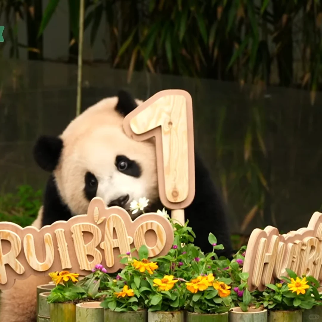 7/7睿宝辉宝生日🎂抓周现场