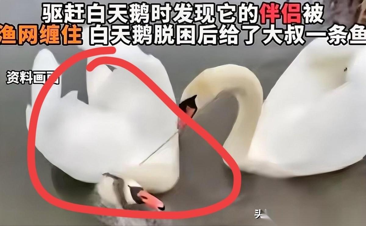"动物也有灵性！”男子在湖边垂钓，一只白天鹅游到他的旁边，用嘴死死扯着他的裤腿不