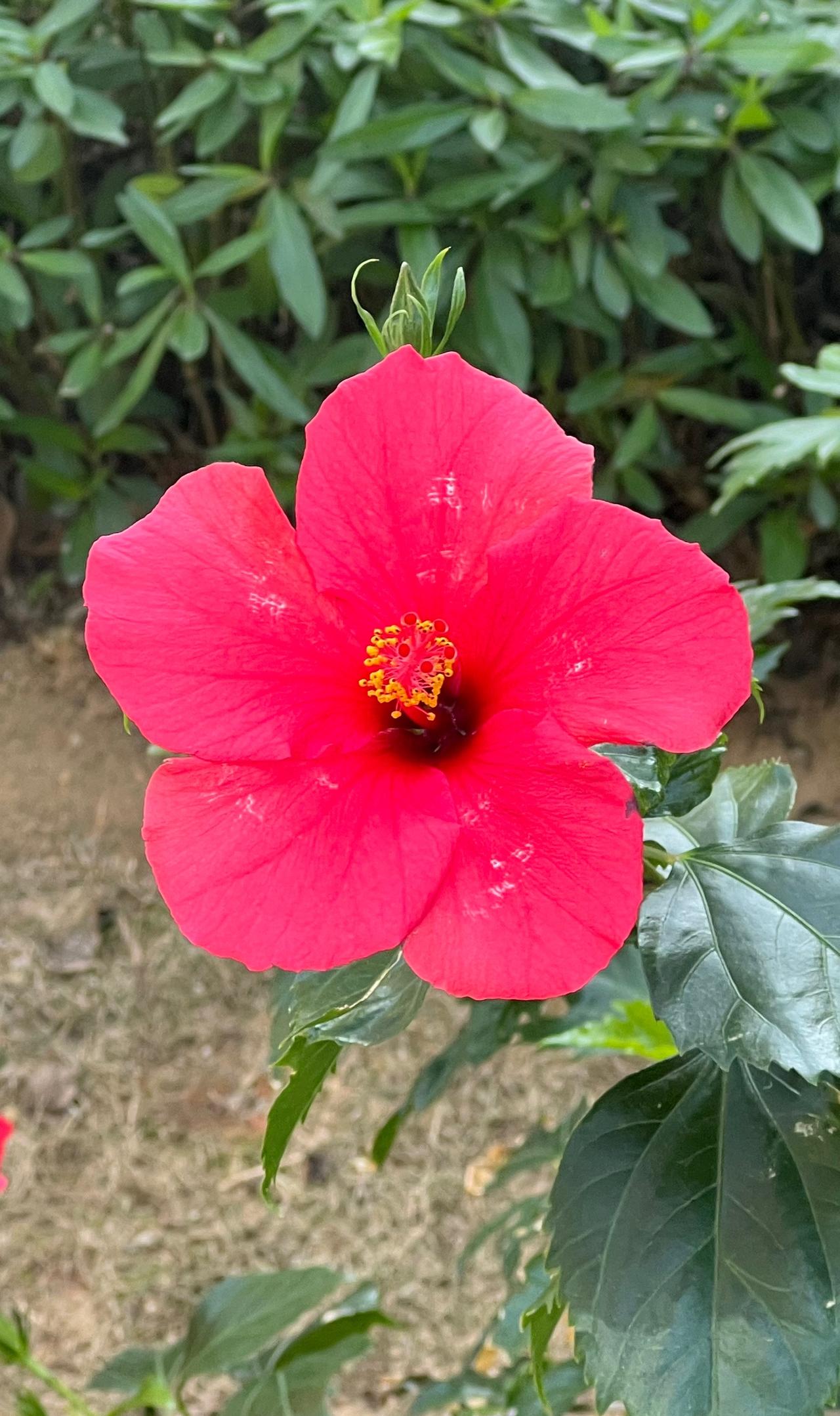 【原创】惊艳的红色木槿花，绽放出自然之美丽！🌸💕