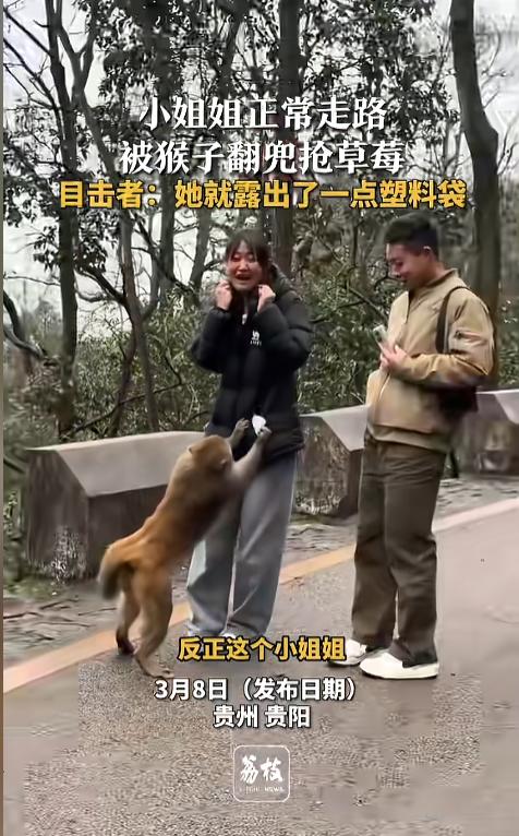 “万万没想到！”近日，贵州贵阳，一女子在路上正常行走，突然间闯出一只“猴强盗”，