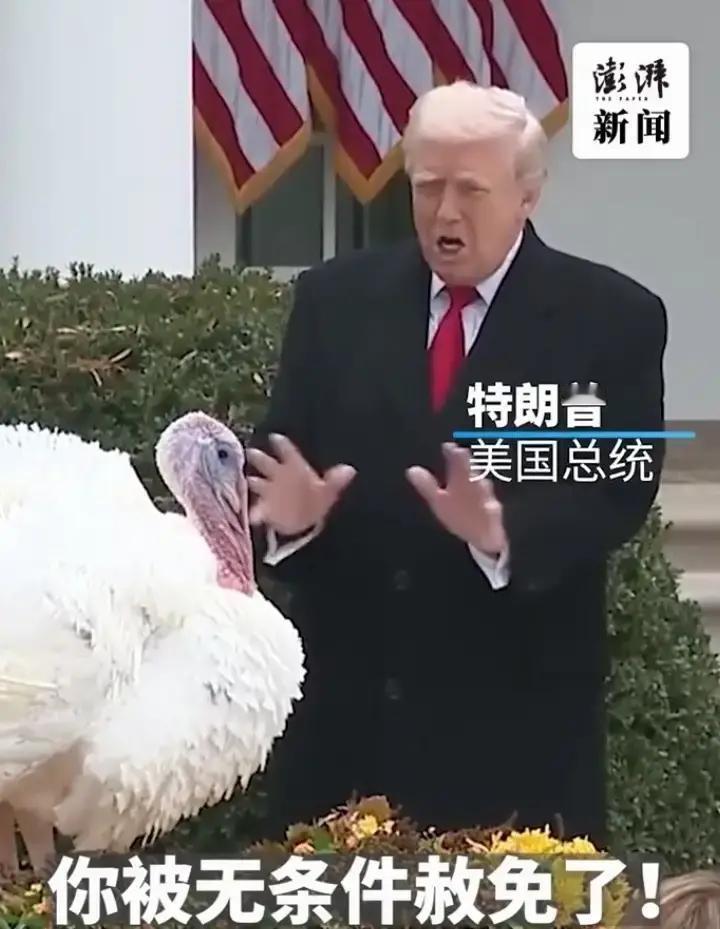 2025年11月25日，白宫上演了超有喜感的一幕。特朗普在“赦免”感恩节幸运火鸡