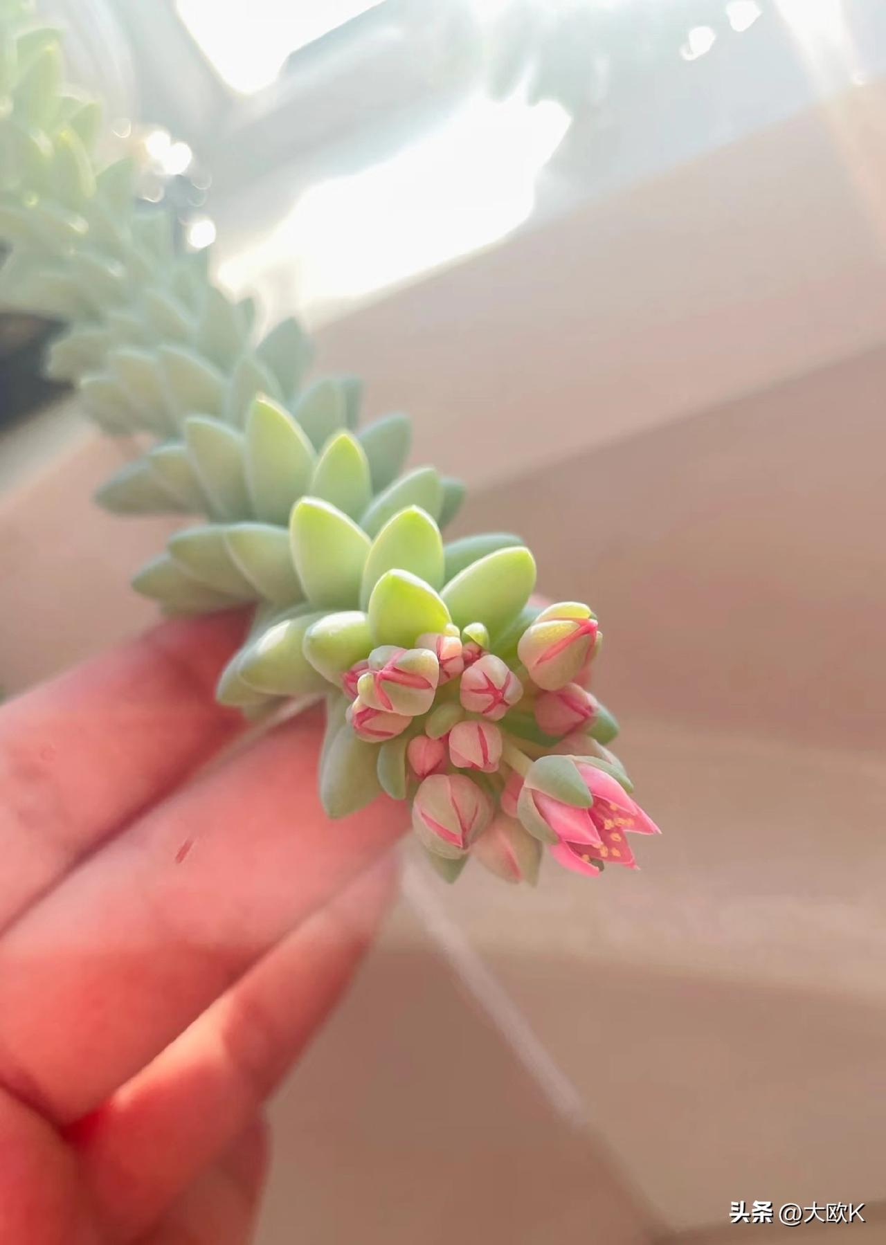 多肉开花还挺美，到底剪不剪？
没想到多肉开花这么美，养了好几年的多肉，野蛮生长，