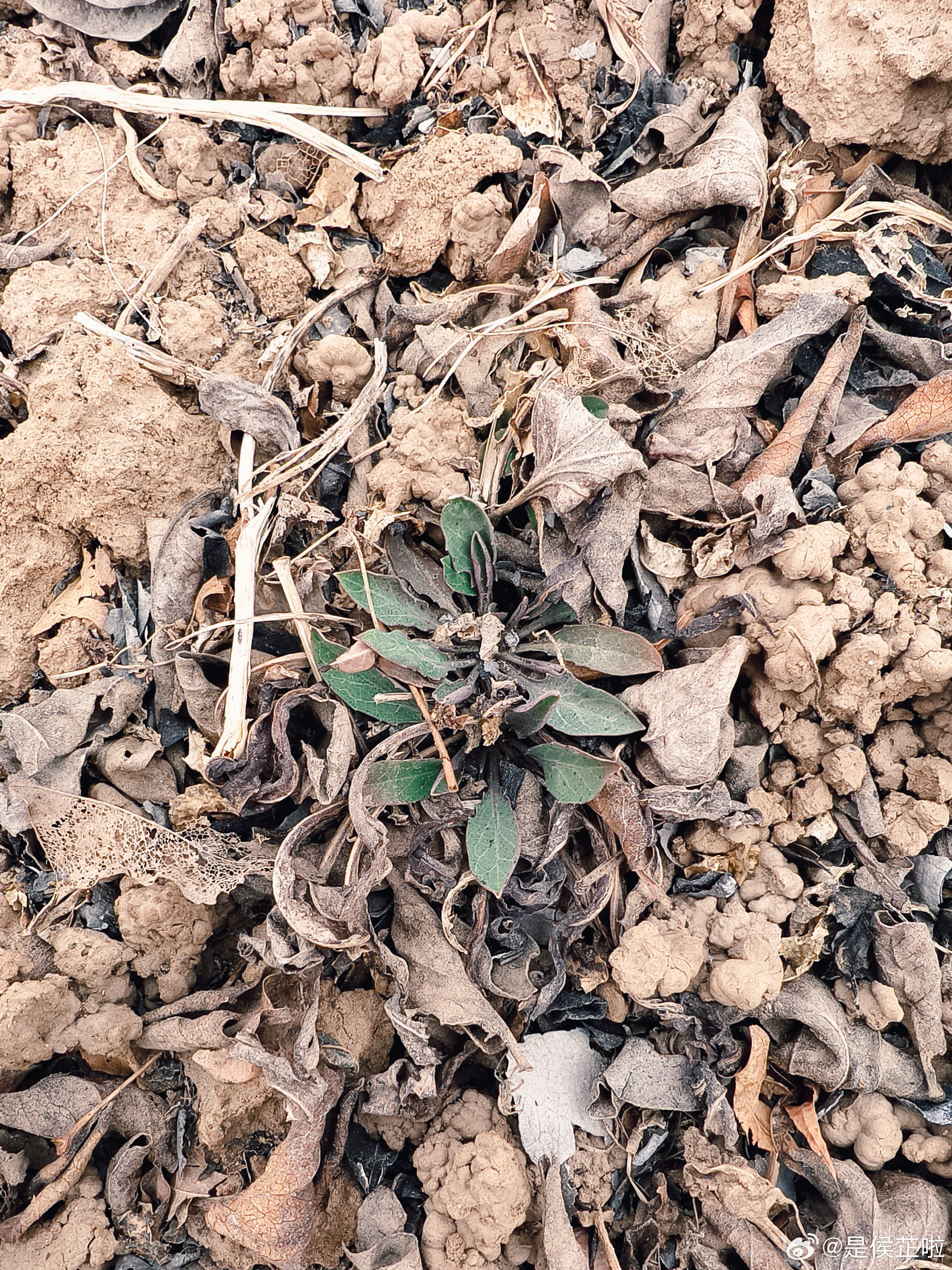 春天到了，野菜就出来啦去年就对挖野菜情有独钟，而且还研究出来了苦麻，苦碟，蒲公英