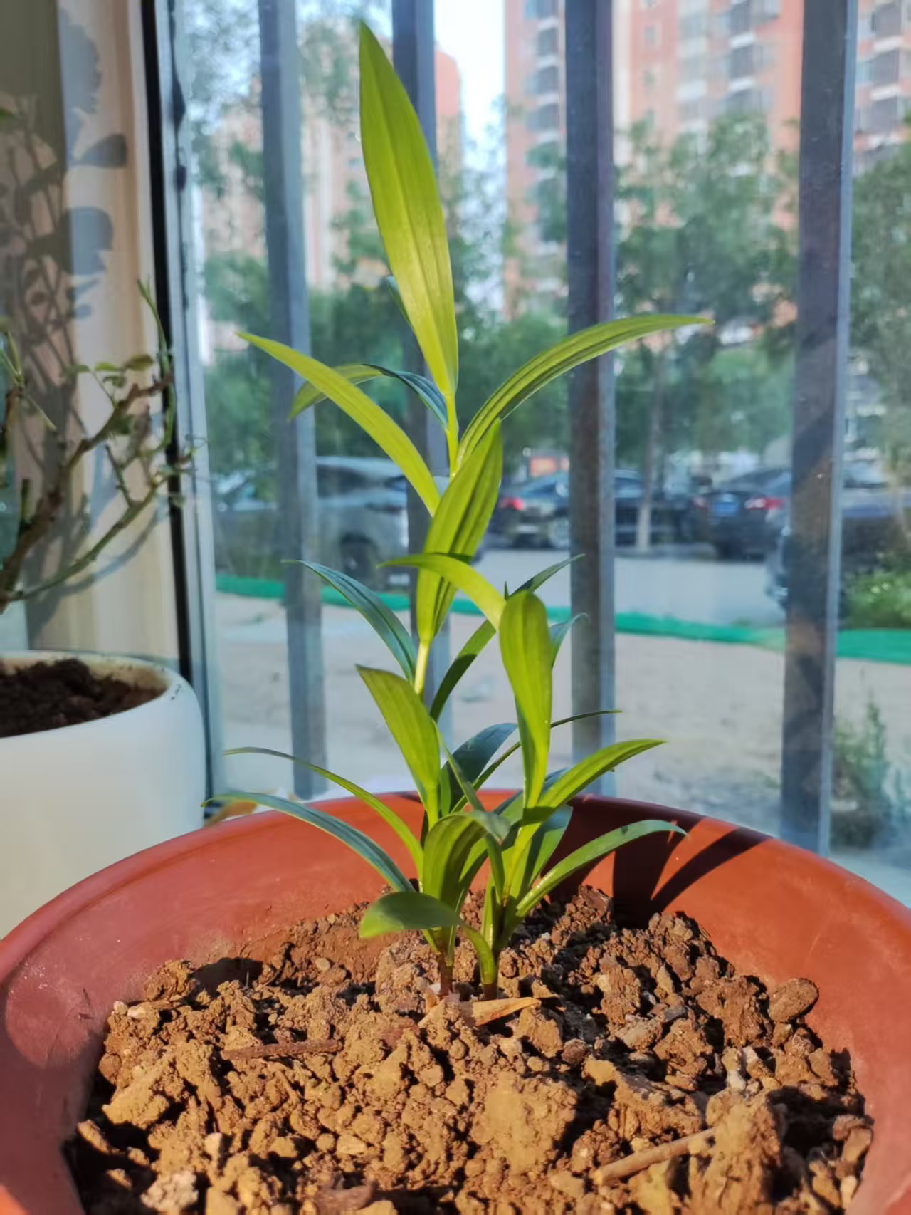 嗓子哑，咽炎