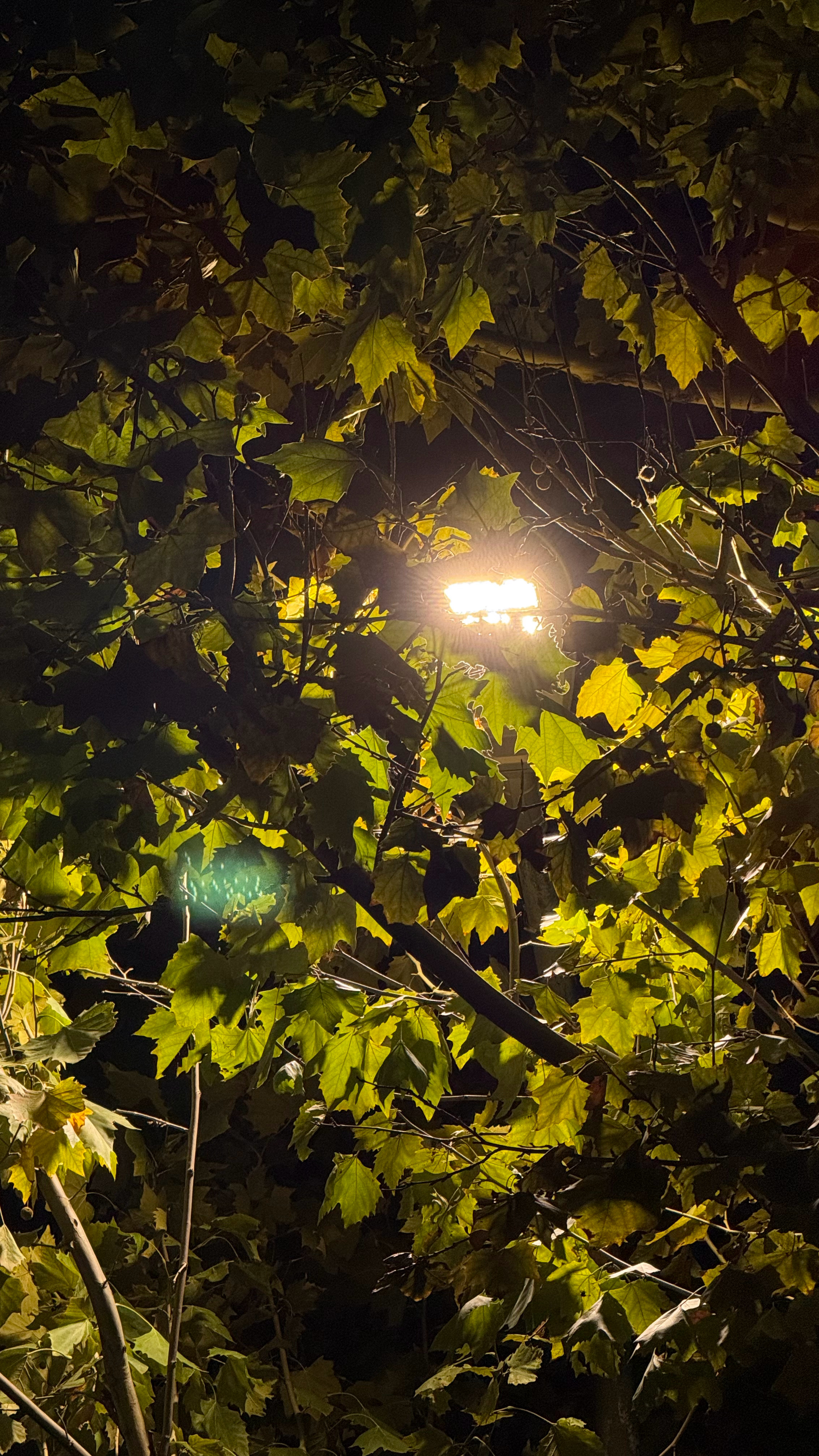 很难解释树有什么好拍的但我想像树一样生长缓慢而有力量孤寂而常常欢愉向上而不惧黑暗