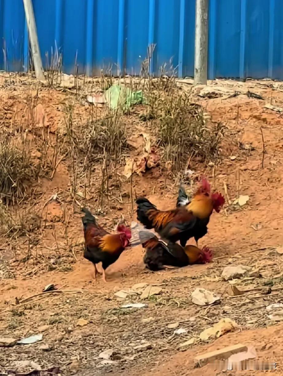 这就是传说中公鸡下蛋吗？家里这几只公鸡是不是神经错乱了。都说公鸡给母鸡压蛋，四只