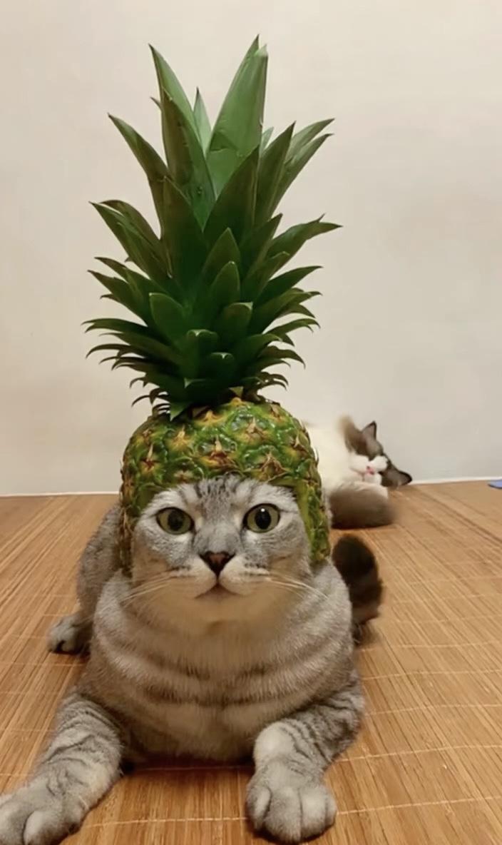 从众心理是在保护自己吗?
要克服困难症，💪从众心理，需要❤️增强自身免疫力，自