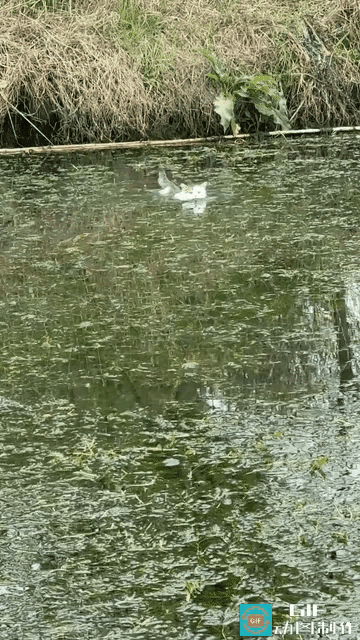 “太出乎意料了”近日江苏一男子在河对岸喊自己养的猫咪回家吃饭，猫咪直接下水游了过