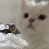 虎球爱谈科技