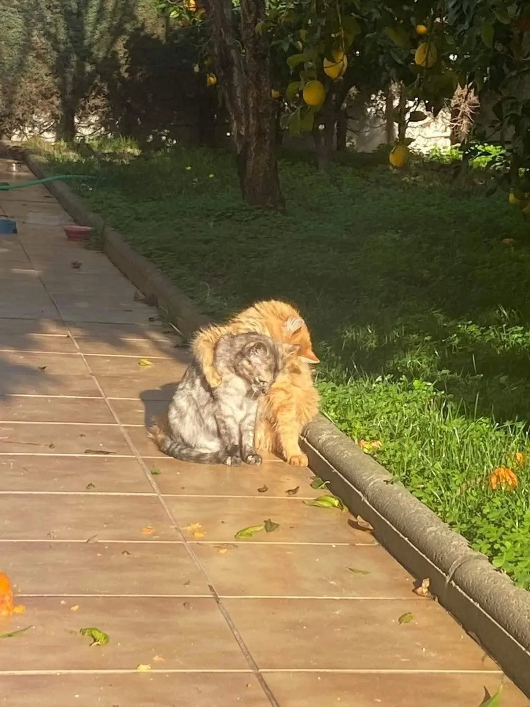 一对好恩爱的流浪猫~颜值超高！