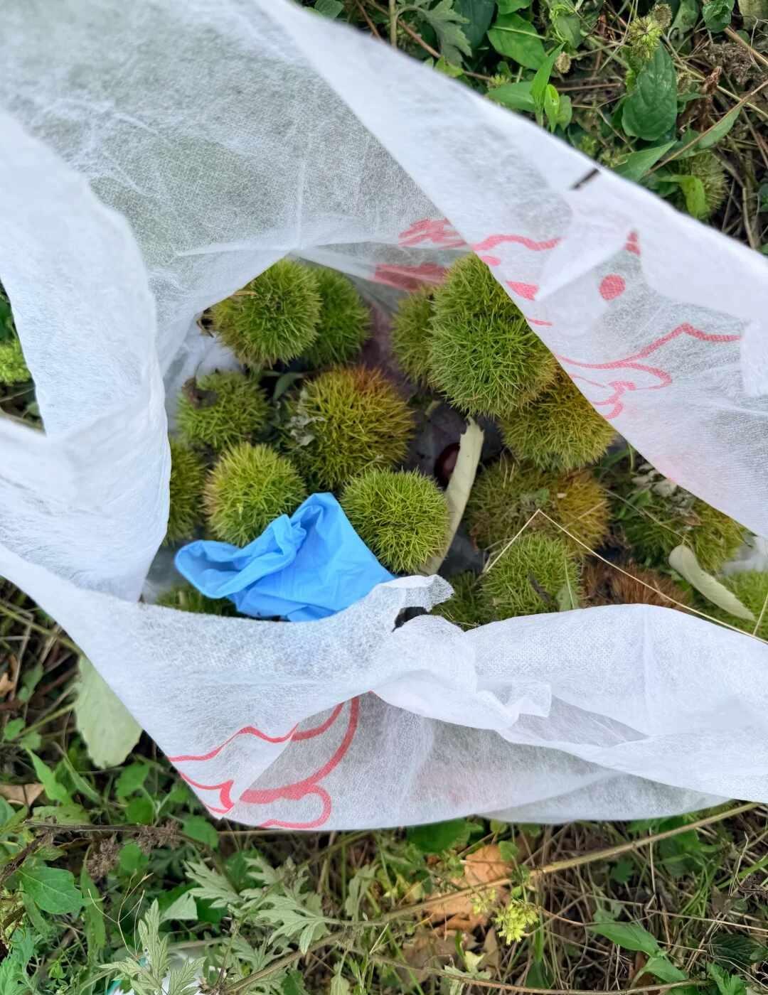郑州出发✨进山打板栗摘野生猕猴桃！周六日
秋天的快乐，是伏牛山山野给的🍂
远离