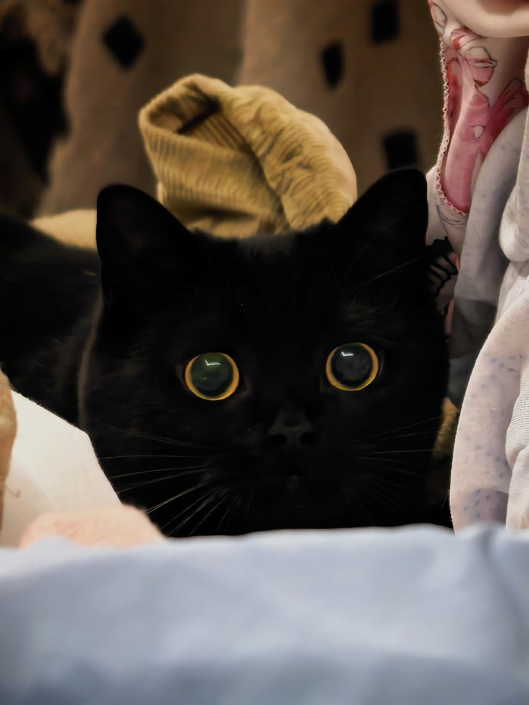 黑猫放送 