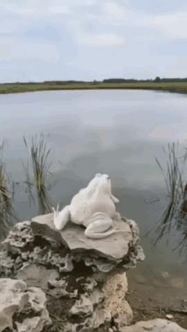 蜻蜓被青蛙吃了，青蛙被鱼吞下了，鱼又被老鹰叼走了，这画面一环扣一环，环环相扣，非