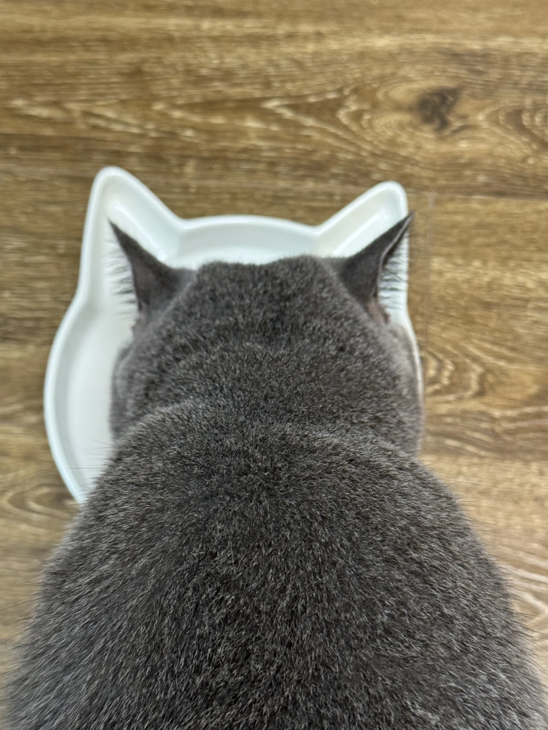 符合猫体工学