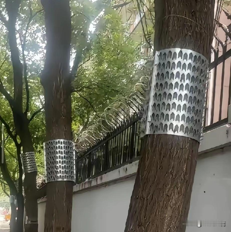 揭秘这个新型武器的作用！

这个金属护圈是防爬阻隔挡板，民间主要用来阻挡知了猴上