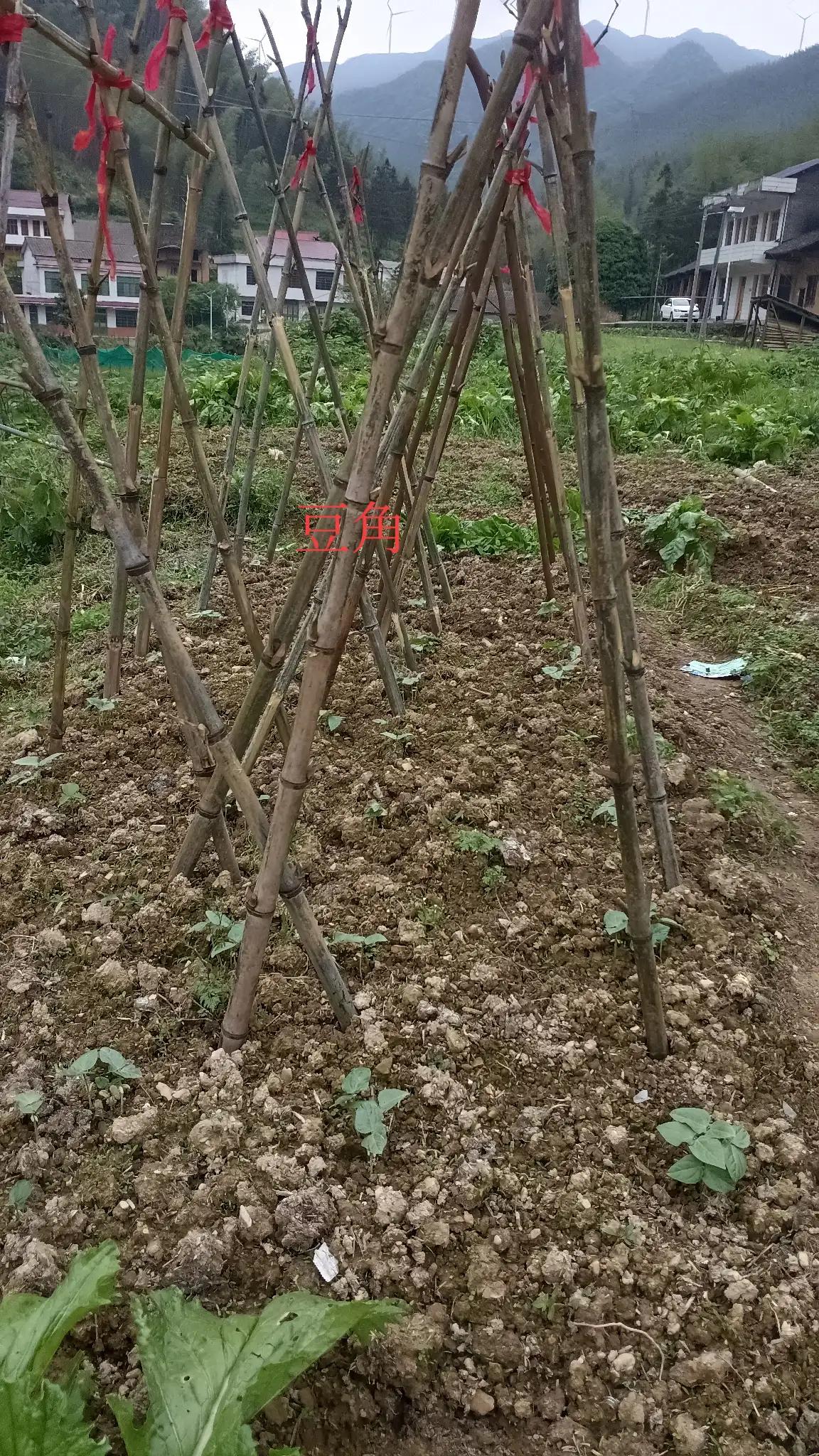 春天最后一个节气过完了，马上立夏了，夏天一般吃的菜都种了点，看看还缺什么品种？