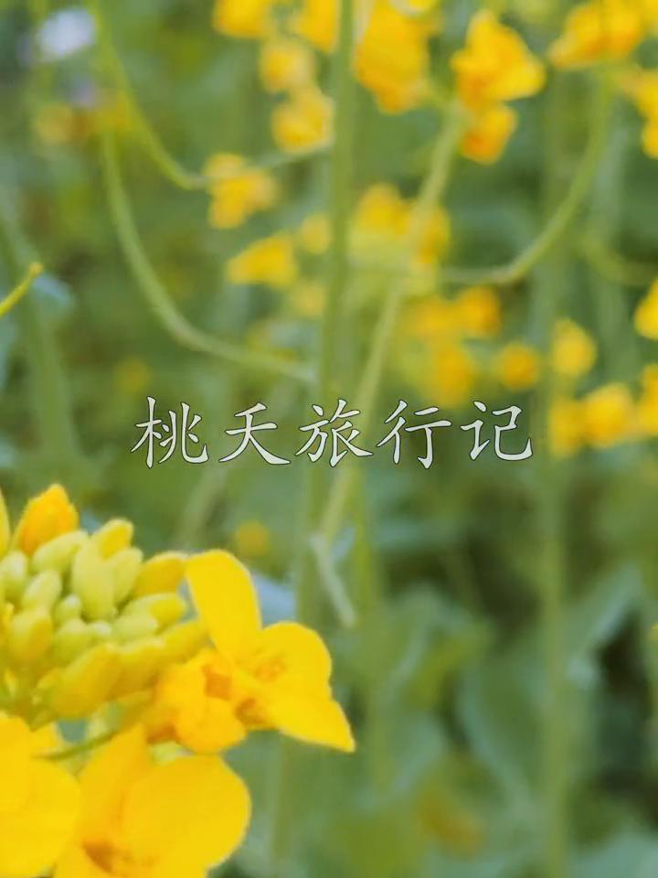 桃天旅行记。
兵。
