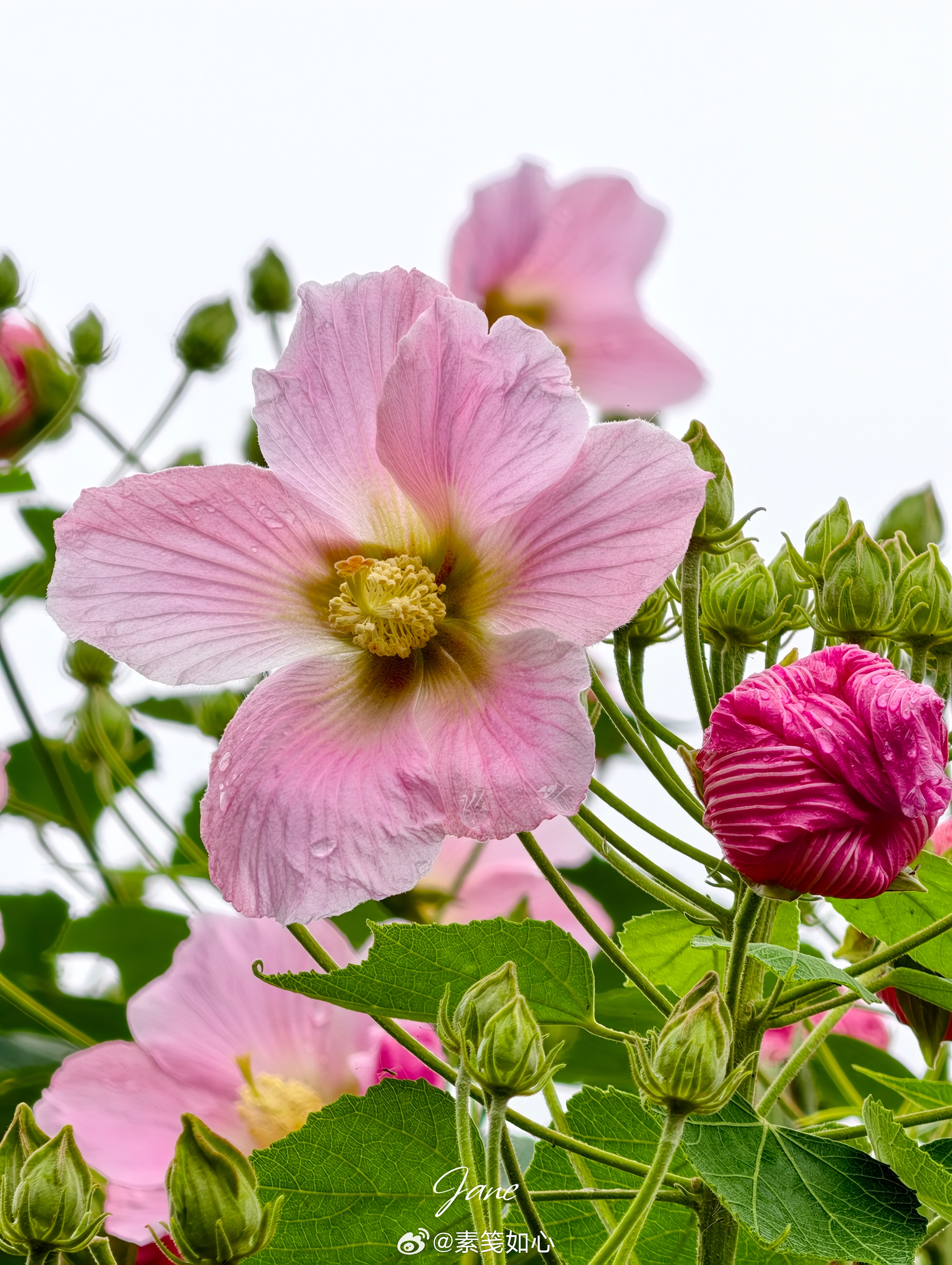 木芙蓉，本城市花。中国本土植物