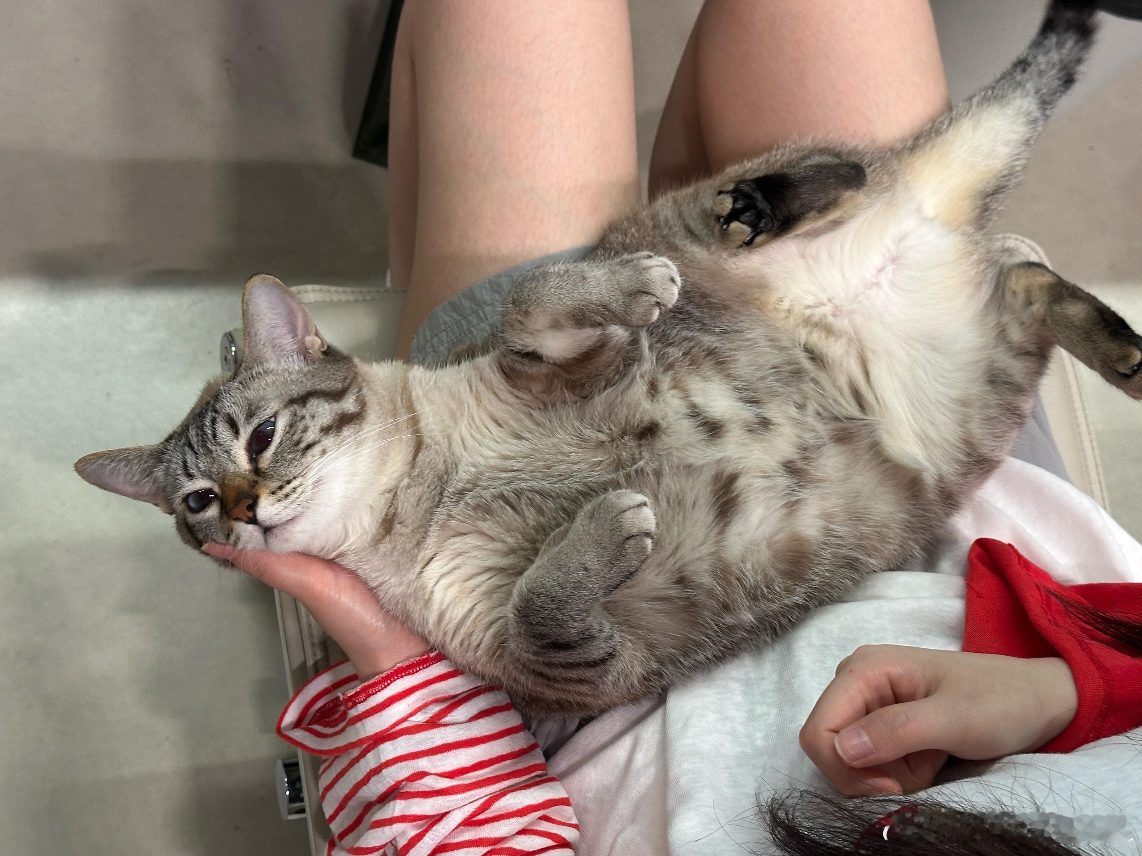 被硬控的小go，可爱捏[奶牛猫] ​​​