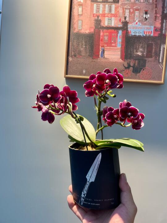 小黑花蝴蝶兰
