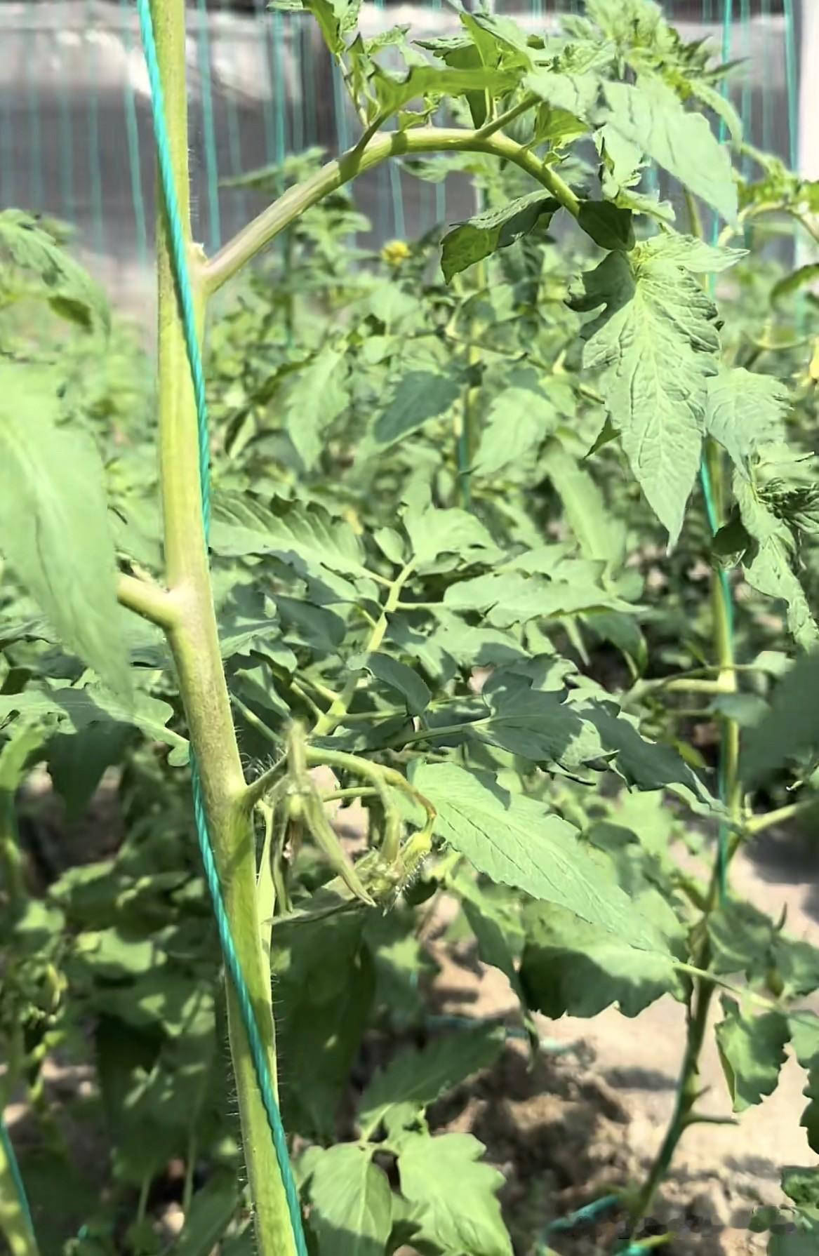 晚疫病由卵菌纲病原引起，低温高湿环境极易流行，15-25℃、空气相对湿度85%以