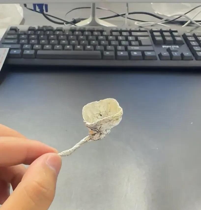 孩子房间发现的，这是什么？ 