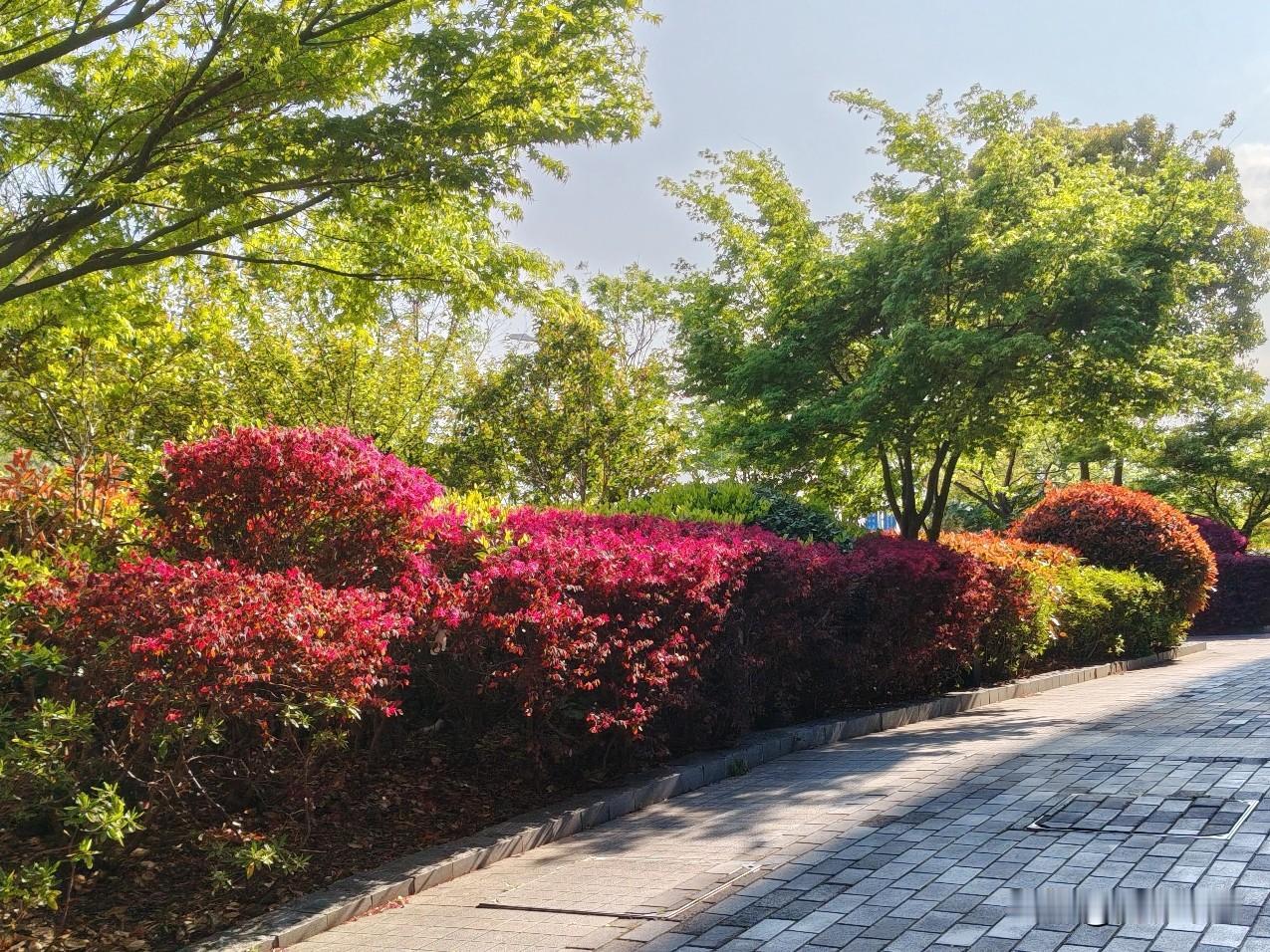 艳阳高照红绿黄