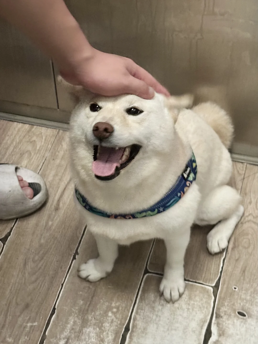 在电梯被摸成海豹啦🦭