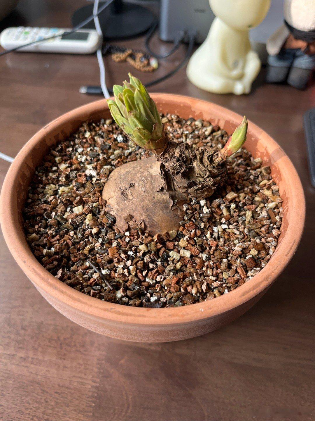 别人的【甘肃大戟】都好红，可能南京还是太暖和了。 南京