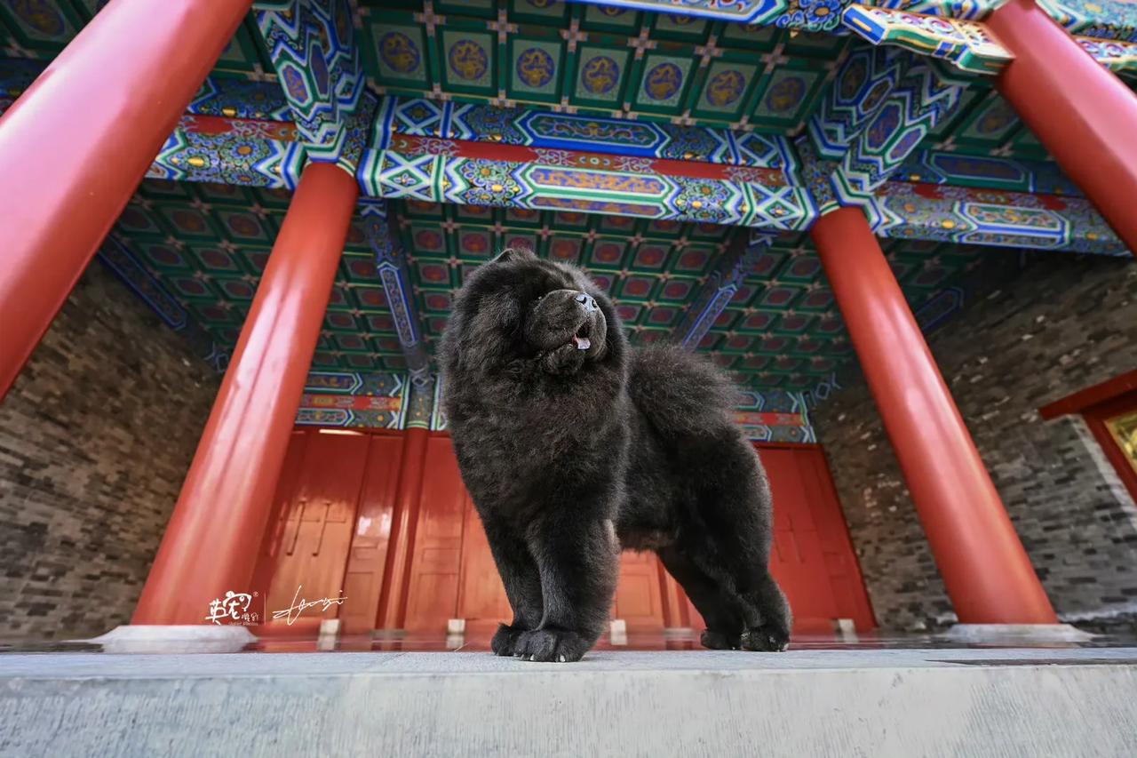 黑松狮的眼睛真的好难拍到啊🤪