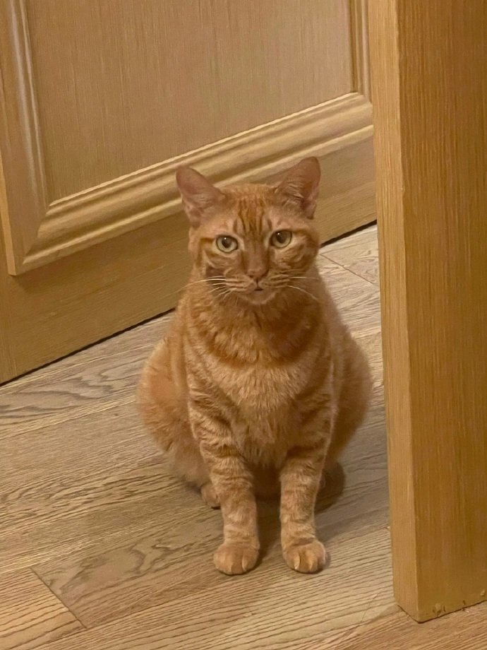 猫咪肾衰把我的存款花完了，现在好后悔 