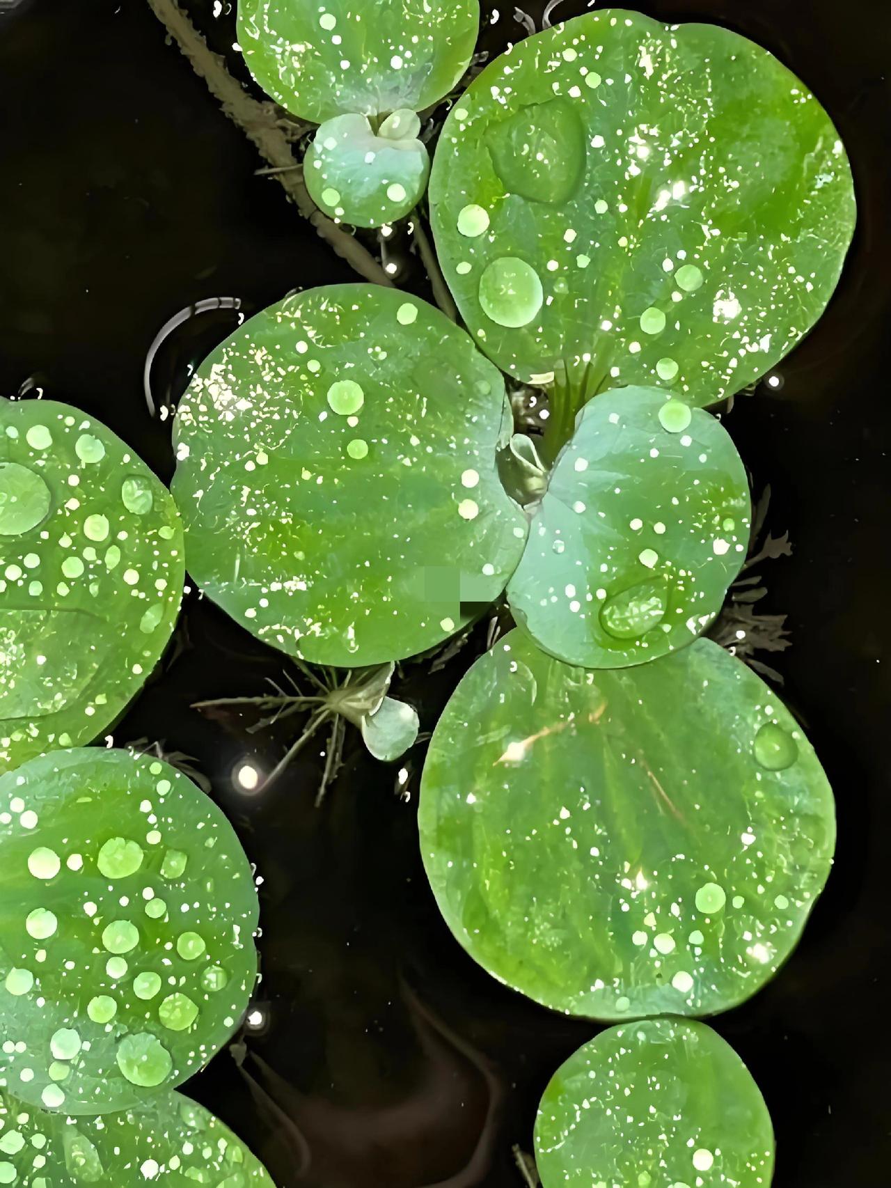 杨振宁活到103岁还是走了！这世上再伟大再长伟的人终究还是要走的！每每想到这，让