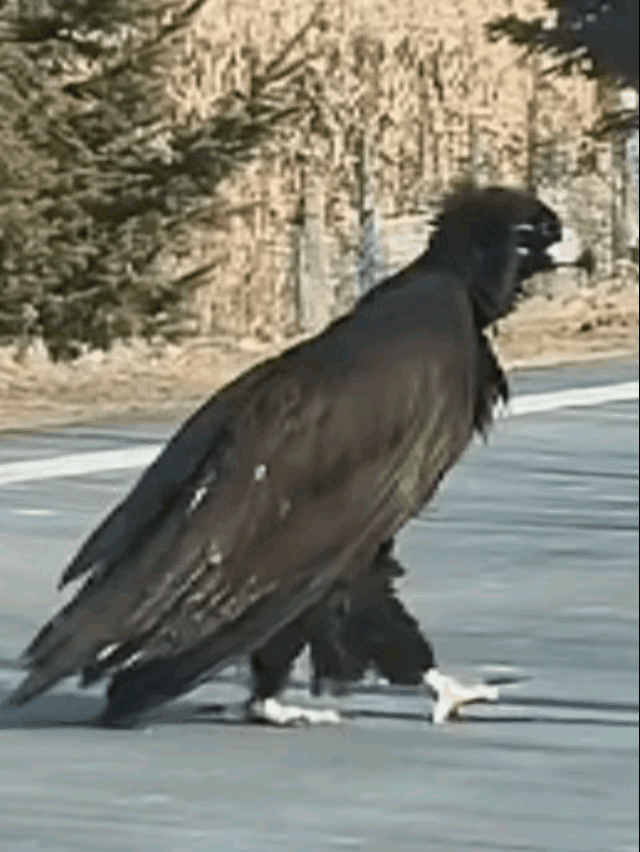 “神雕侠侣果然没骗人！”吉林珲春，一女子开车时突然看到前面有个黑乎乎的大鸟，停车