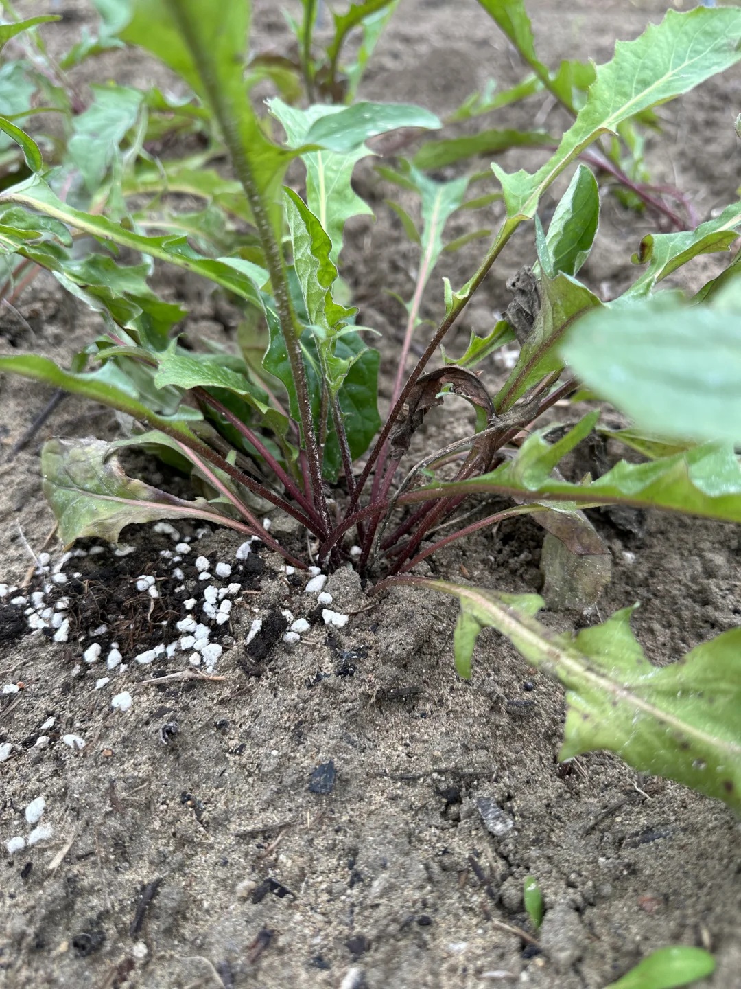 非洲菊不能把叶芯埋在土里面，我又要返工了