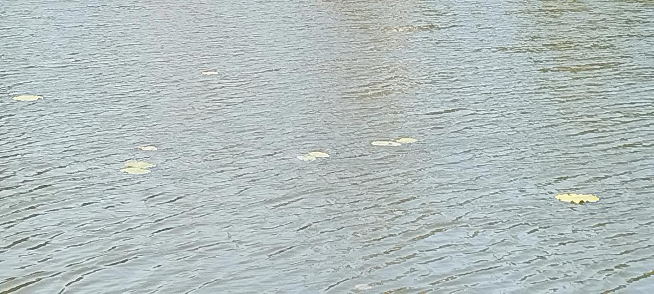 雨打池塘水，清香溢满舟。
小雪昨刚过，尖荷冬露头！