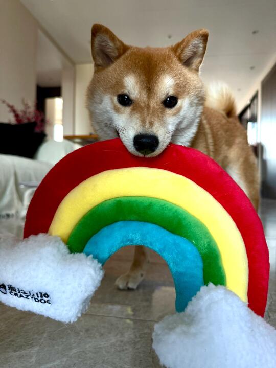 麻麻酱，我要玩这个玩具🌈