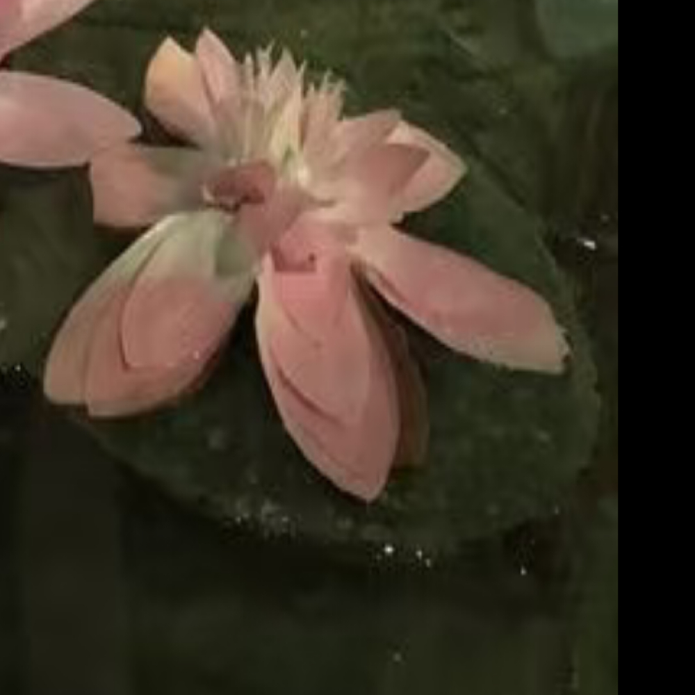 每日一善  黑种草种植：1.催芽处理：种子外壳坚硬，需用砂纸打磨或温水浸泡24小