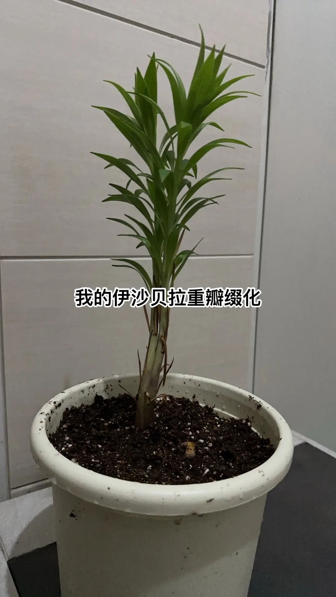 我的伊沙贝拉重瓣缀化，希望你早日开花，想见见你开花的魅力！