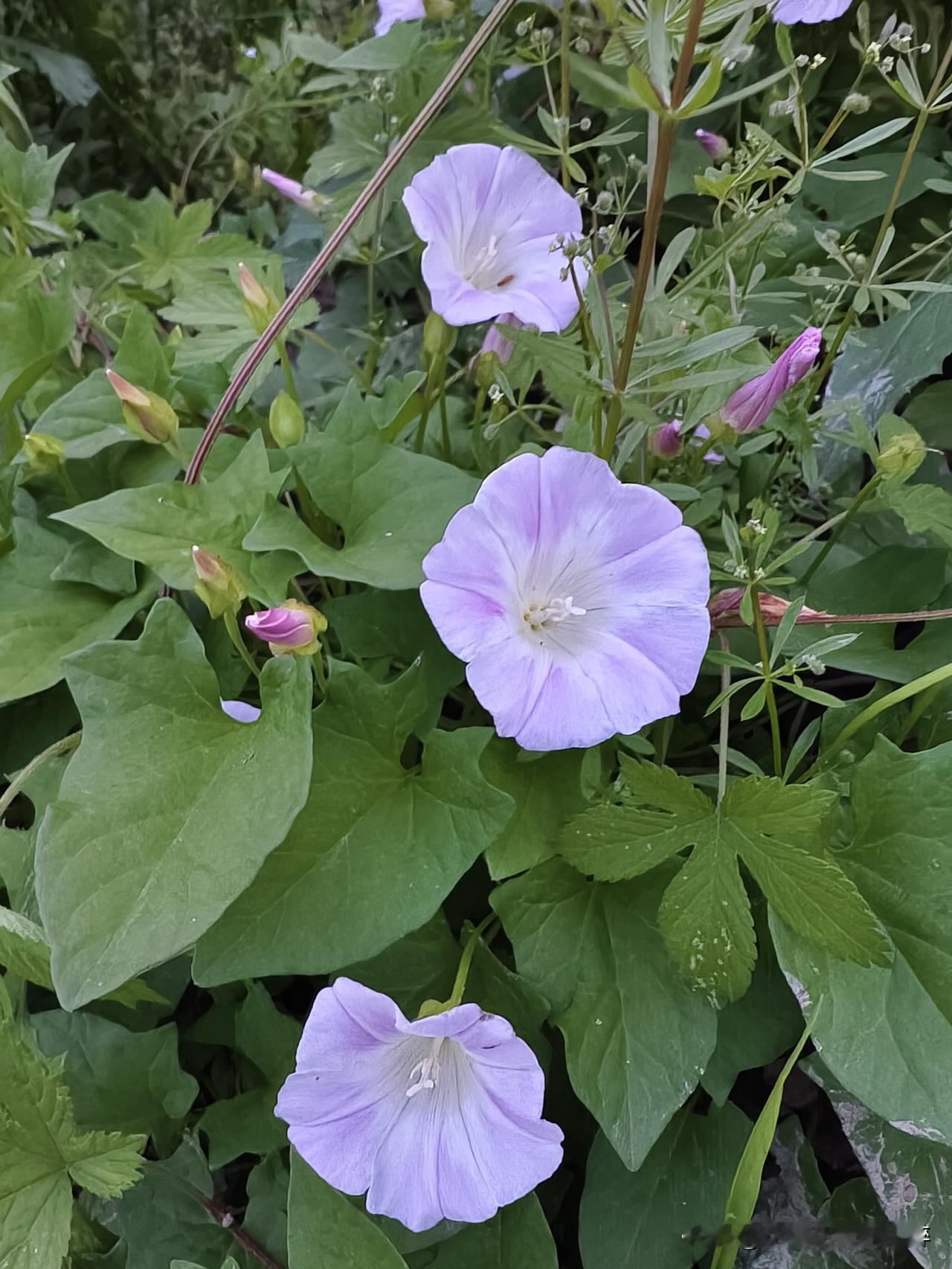 花美花香迷人醉