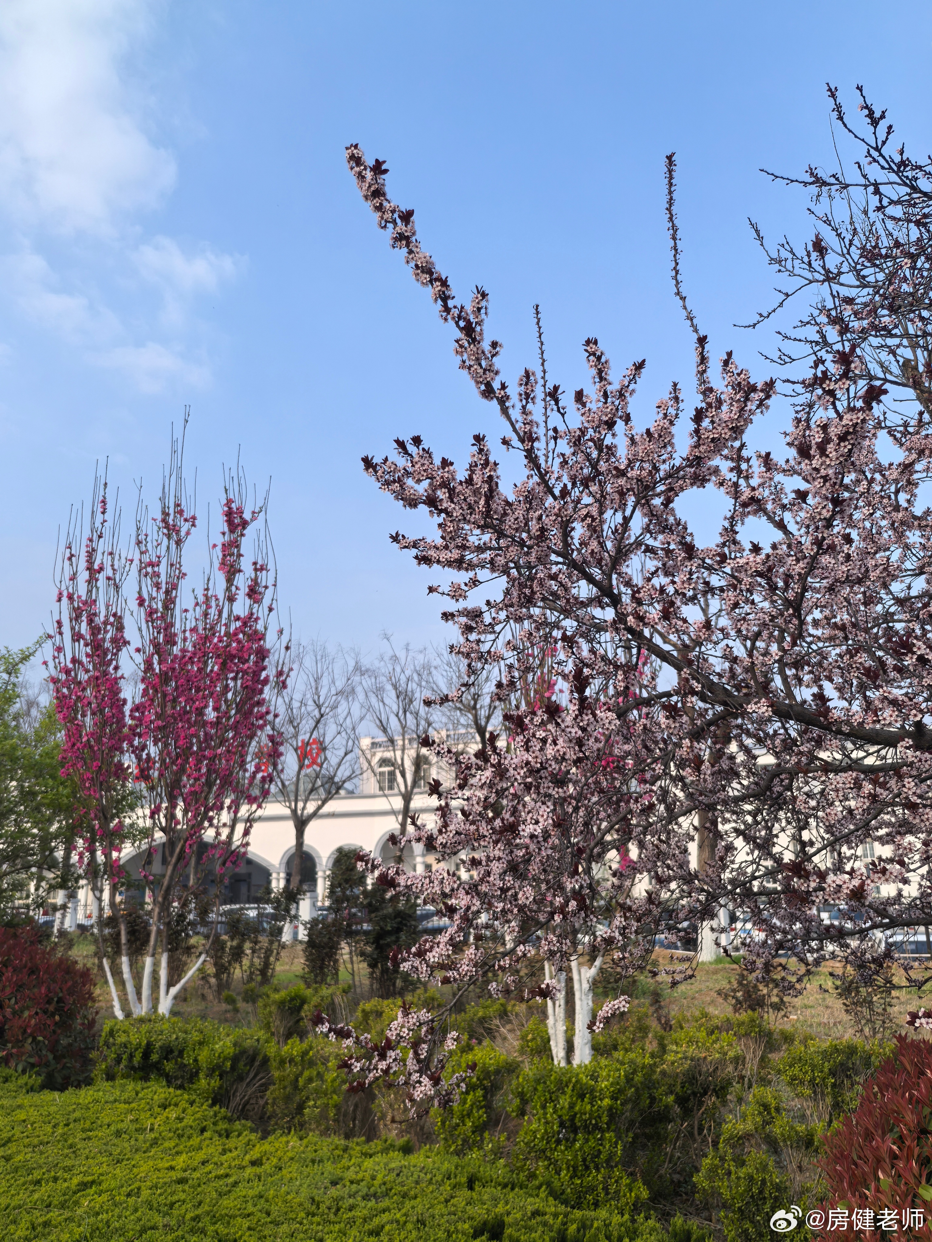 生命轮回交替！看这些未经暴风雨洗礼的嫩叶鲜花，颜色是多么地纯粹，生机勃勃！