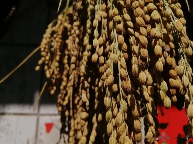 老一辈农民该不该给养老金呢，从历史的贡献上来看，从1958年到2006年期间，几