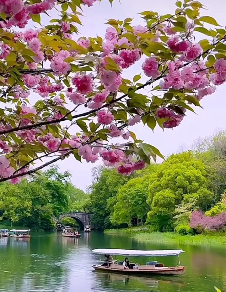 这张图片极有生命般的呼吸感，触摸时能感受花瓣的脉动，给人超棒的触感体验，治愈又梦