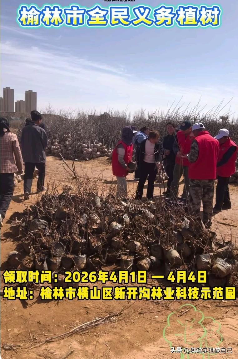 榆林人注意！清明免费树苗开领啦，别错过🌱
 
榆林的家人们快看过来！🔥
盼了