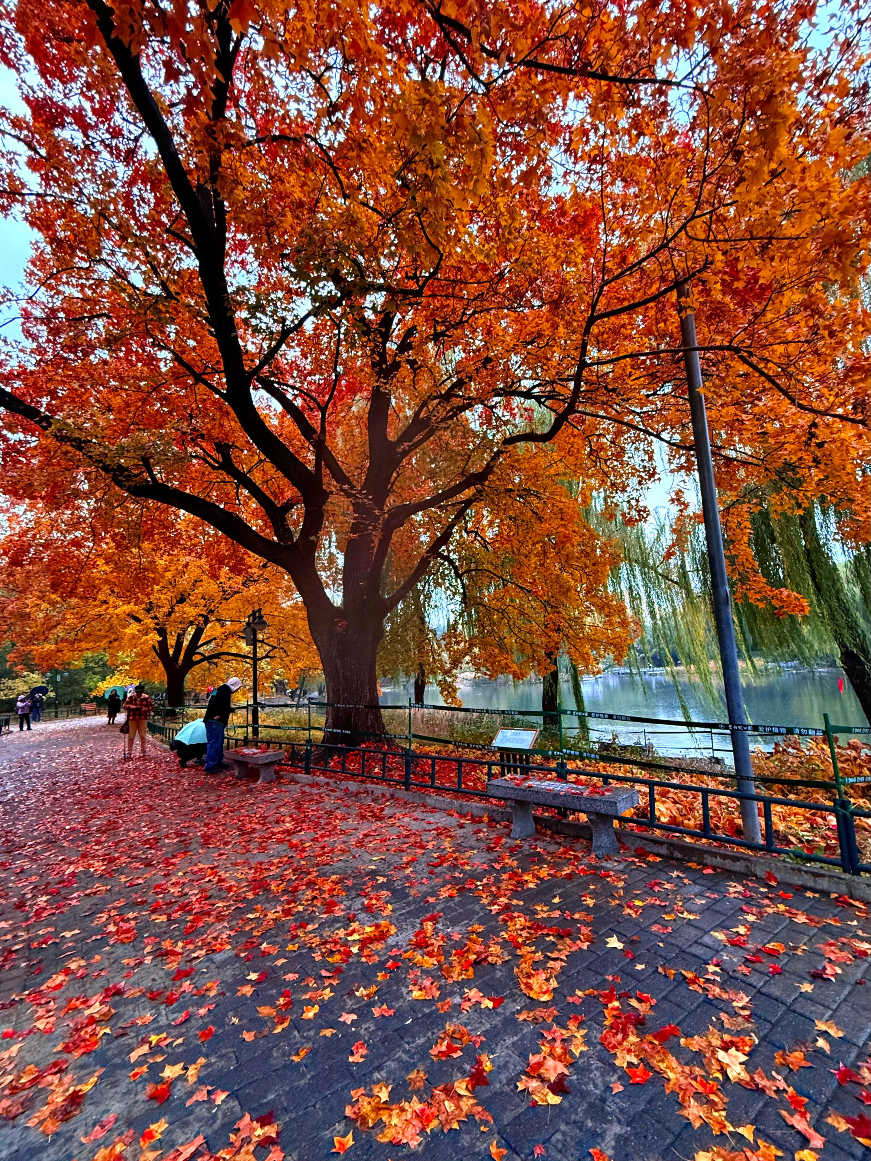 枫叶是秋天的星星✨ 