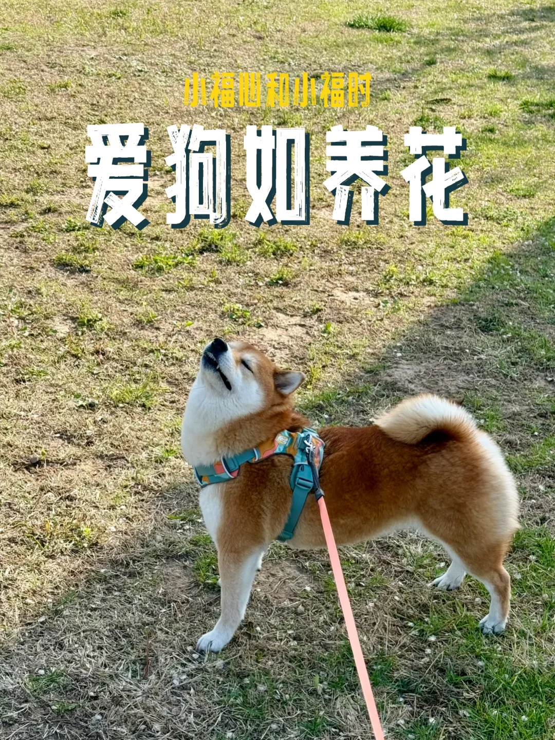 看我的小狗多可爱